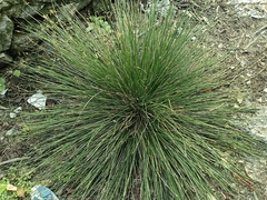 Eleocharis geniculata