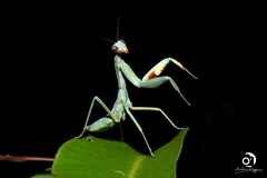 Trachymantis dentifrons