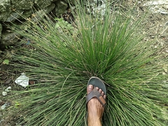 Eleocharis geniculata