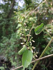 Derris trifoliata