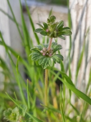 Lamium amplexicaule orientale