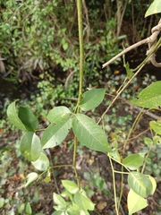 Derris trifoliata