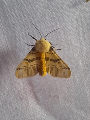 Isia alcumena