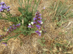 Limonium sinuatum