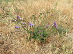 Limonium sinuatum