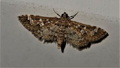 Nomophilini