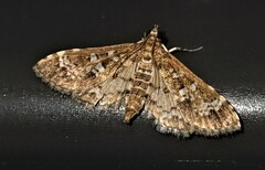 Nomophilini