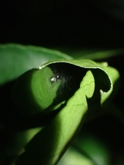 Myrmarachnini