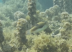 Canthigaster bennetti