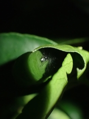 Myrmarachnini