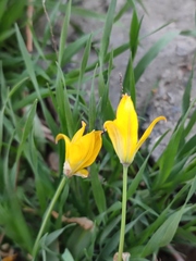 Tulipa sylvestris australis