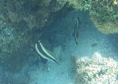 Heniochus chrysostomus