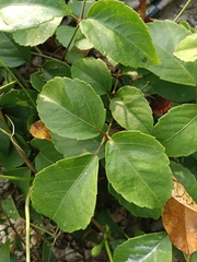 Causonis trifolia