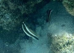 Heniochus chrysostomus