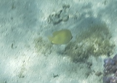 Chaetodon citrinellus