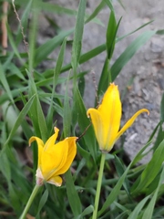 Tulipa sylvestris australis