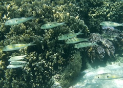 Mulloidichthys flavolineatus