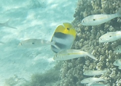 Chaetodon ulietensis