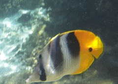 Chaetodon ulietensis