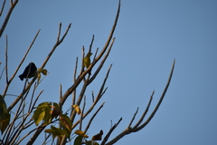 Icterus spurius