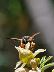 Epanthidium