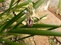 Alpinia calcarata