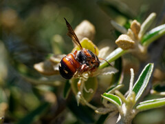 Epanthidium