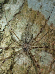 Hersilia asiatica