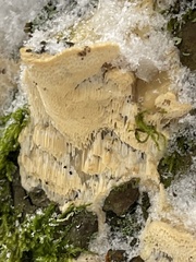 Rigidoporus