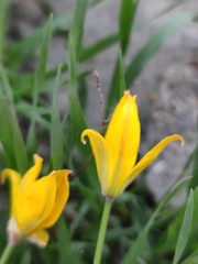 Tulipa sylvestris australis