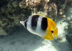 Chaetodon ulietensis