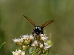 Sphecius spectabilis