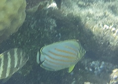 Chaetodon ornatissimus