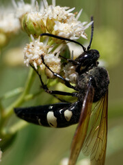 Sphecius spectabilis