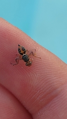 Bactrocera oleae