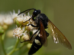 Sphecius spectabilis