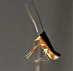 Caloptilia xanthopharella