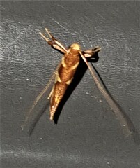Caloptilia xanthopharella