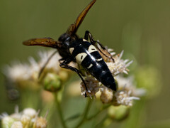 Sphecius spectabilis