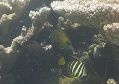 Zebrasoma scopas