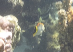 Chaetodon trifascialis