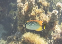 Chaetodon trifascialis