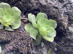 Aeonium canariense subsp. christii image