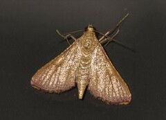 Endotricha approximalis