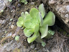 Aeonium canariense subsp. christii image