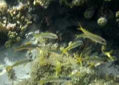 Mulloidichthys vanicolensis