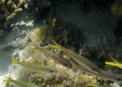 Mulloidichthys vanicolensis