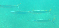 Hemiramphus brasiliensis