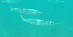 Hemiramphus brasiliensis