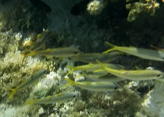 Mulloidichthys vanicolensis